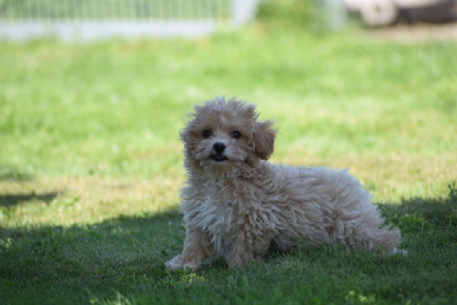 Maltipoo (teef) 50861