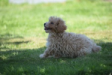 Maltipoo (teef) 50861