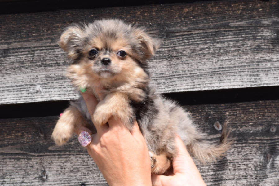 Chihuahua (teef) 36159
