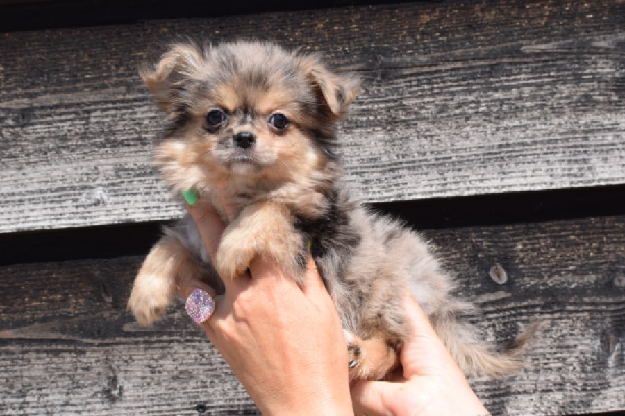 Chihuahua (teef) 36159