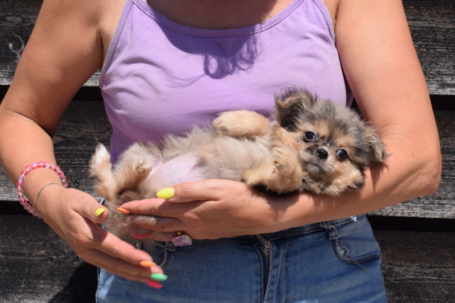 Chihuahua (teef) 36159