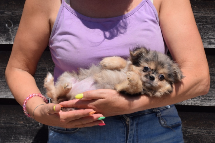Chihuahua (teef) 36159
