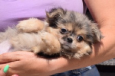 Chihuahua (teef) 36159