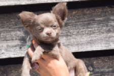 Chihuahua (reu) 25272