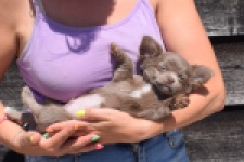 Chihuahua (reu) 25272