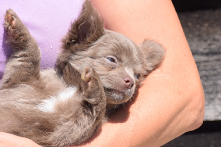 Chihuahua (reu) 25272