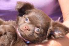 Chihuahua (teef) 25255