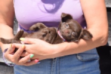 Chihuahua (teef) 25255