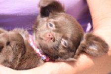 Chihuahua (teef) 25255