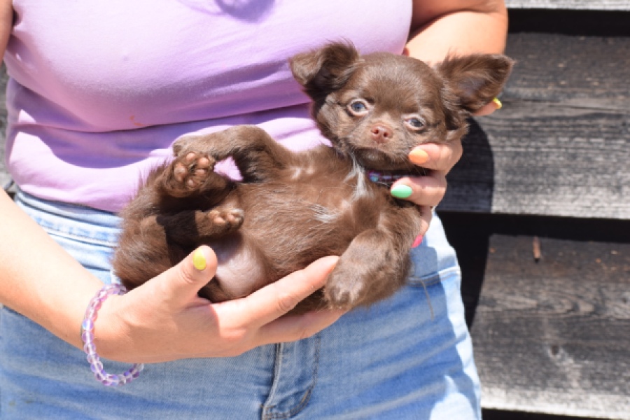 Chihuahua (teef) 25255