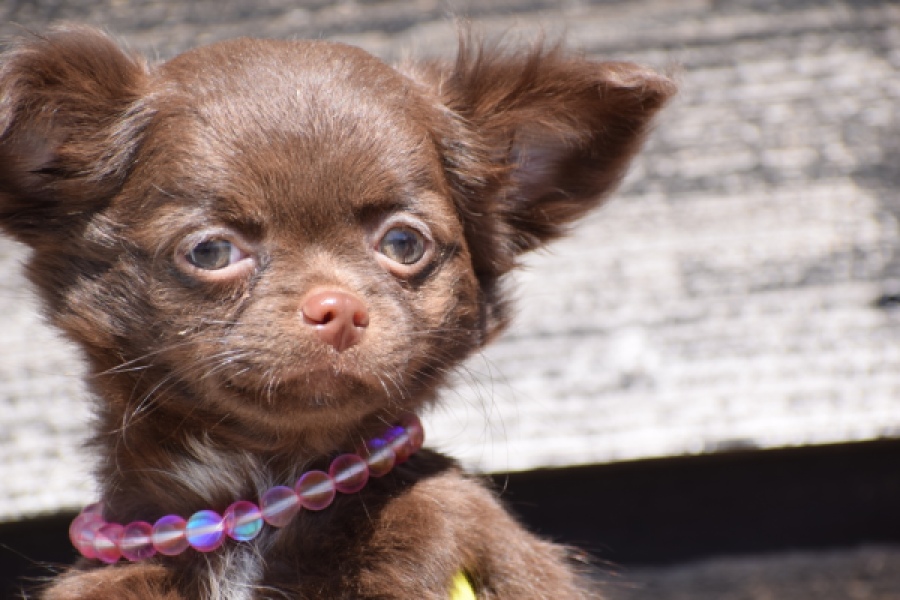 Chihuahua (teef) 25255