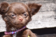 Chihuahua (teef) 25255