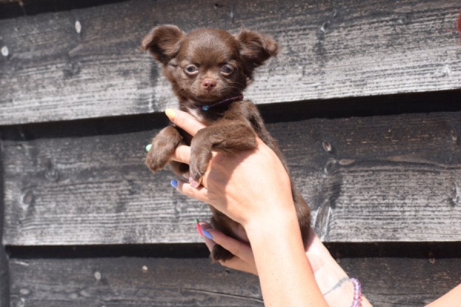Chihuahua (teef) 25255
