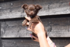 Chihuahua (teef) 25255