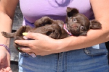 Chihuahua (teef) 25255