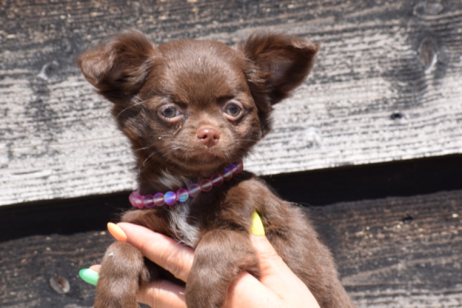 Chihuahua (teef) 25255