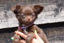 Chihuahua (teef) 25255