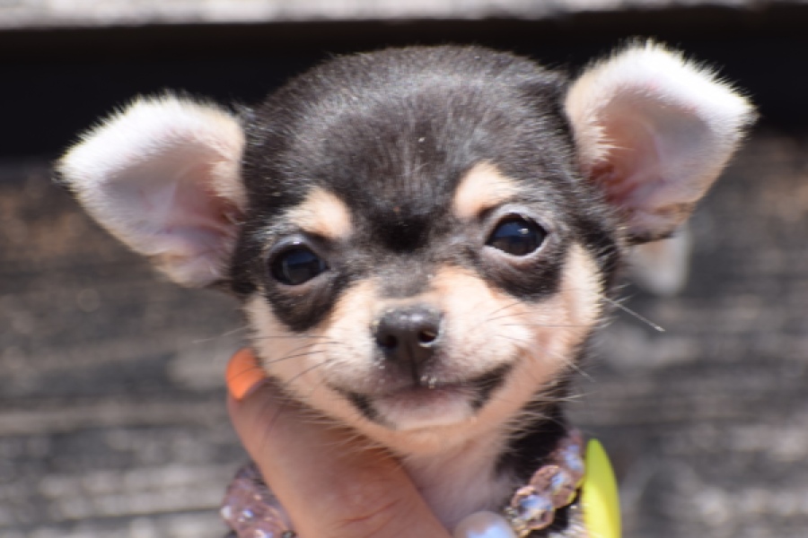 Chihuahua (teef) 43467