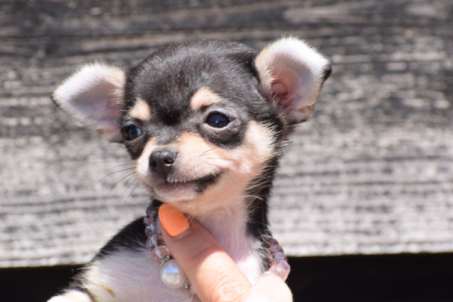 Chihuahua (teef) 43467