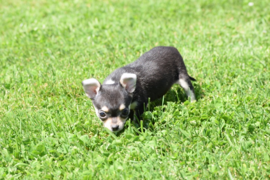 Chihuahua (teef) 43467