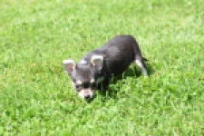 Chihuahua (teef) 43467