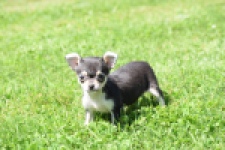 Chihuahua (teef) 43467