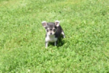 Chihuahua (teef) 43467