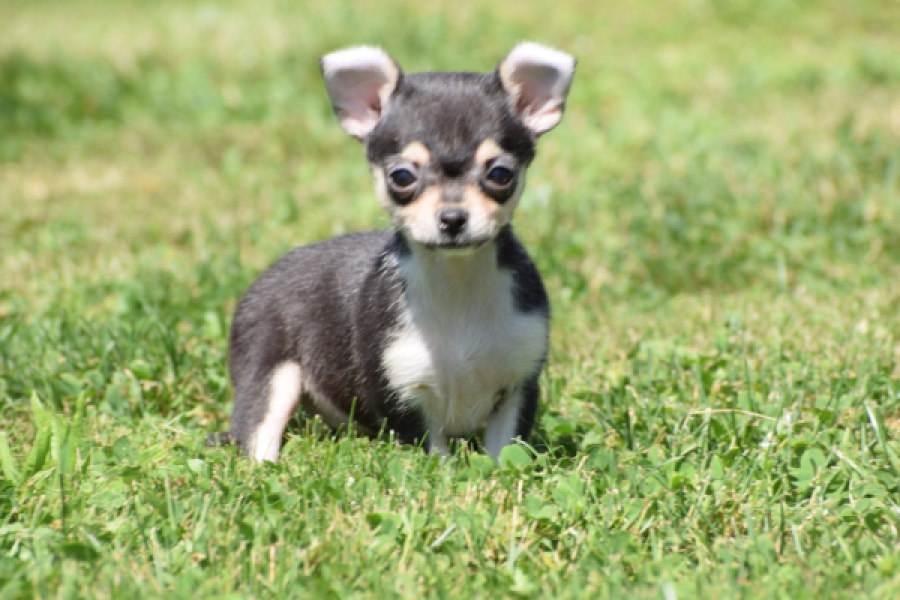 Chihuahua (teef) 43467