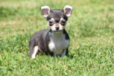 Chihuahua (teef) 43467
