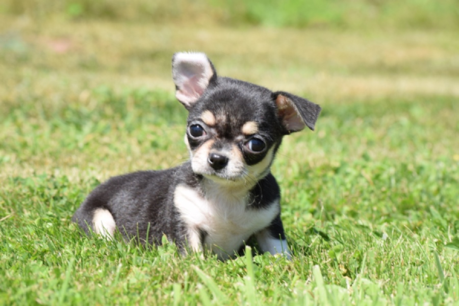 Chihuahua (teef) 43392