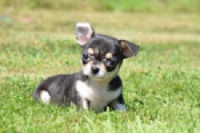 Chihuahua (teef) 43392