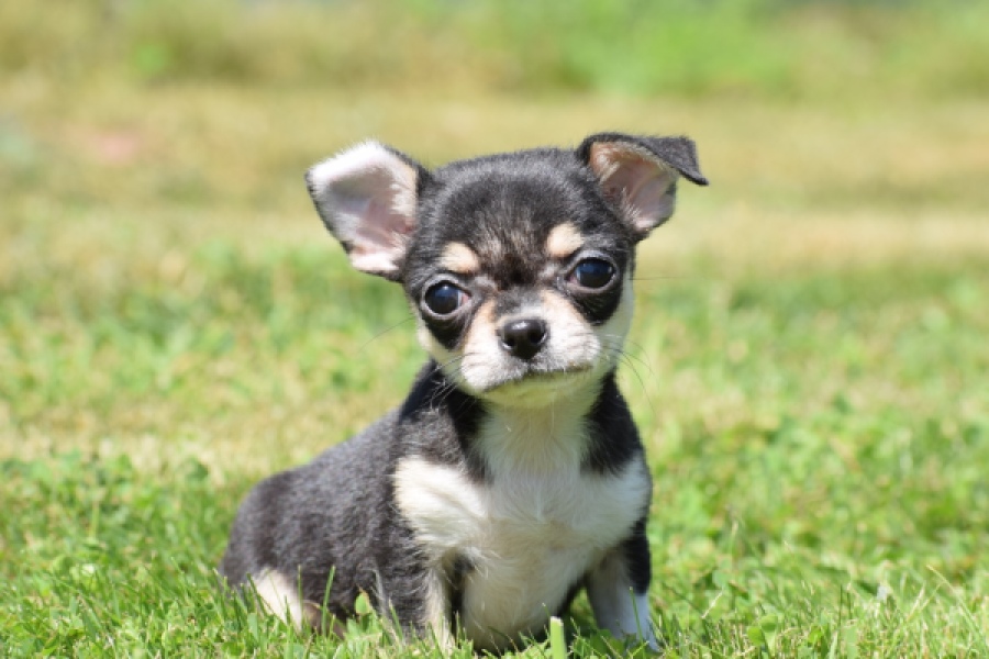 Chihuahua (teef) 43392