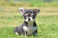 Chihuahua (teef) 43392