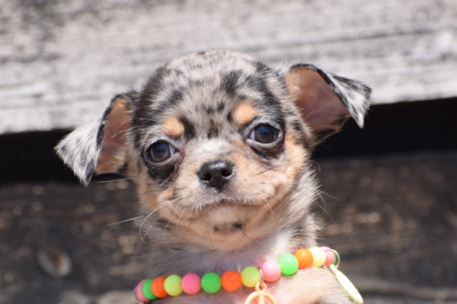 Chihuahua (teef) 36171