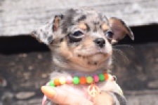 Chihuahua (teef) 36171