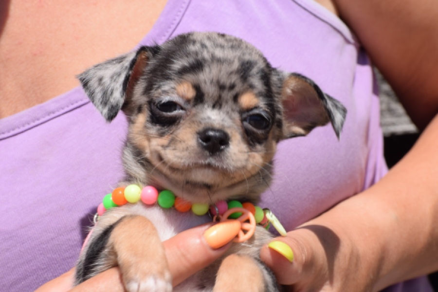 Chihuahua (teef) 36171