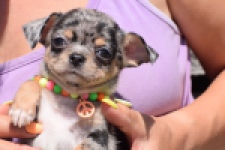Chihuahua (teef) 36171