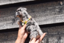 Chihuahua (teef) 36171