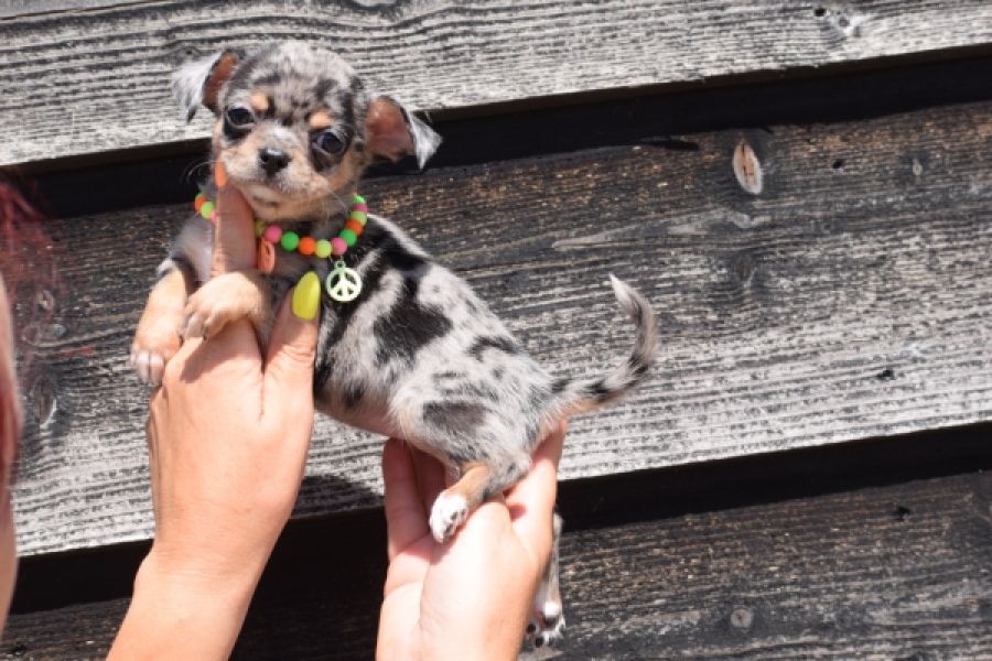 Chihuahua (teef) 36171