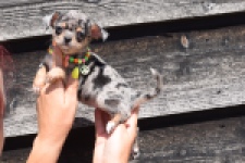 Chihuahua (teef) 36171