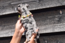 Chihuahua (teef) 36171