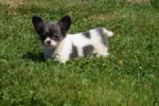Chihuahua (teef) 49013