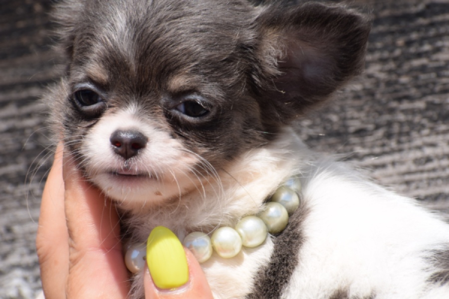 Chihuahua (teef) 49013