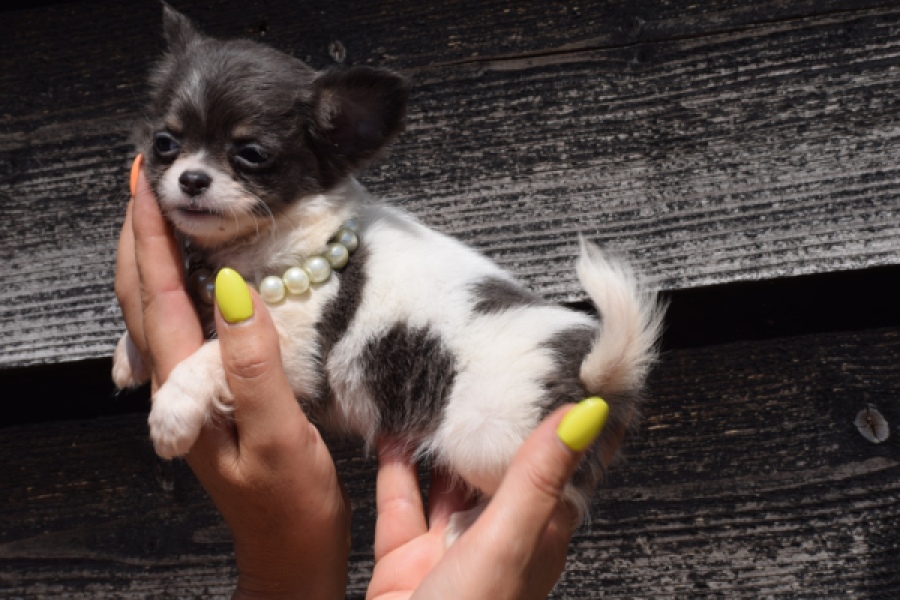 Chihuahua (teef) 49013