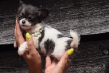 Chihuahua (teef) 49013