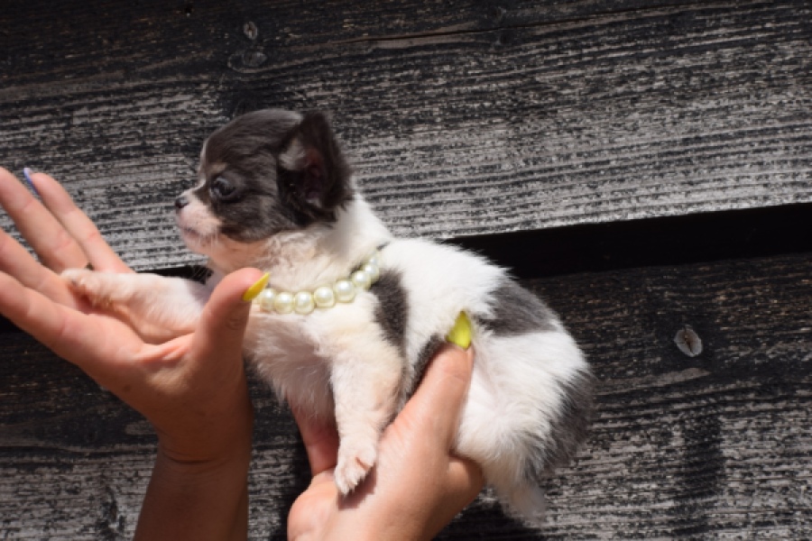 Chihuahua (teef) 49013