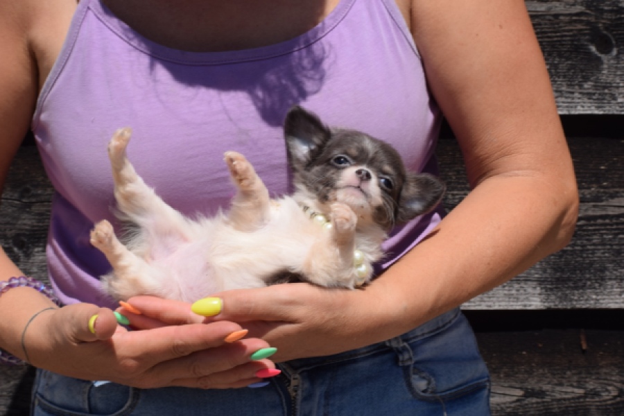Chihuahua (teef) 49013