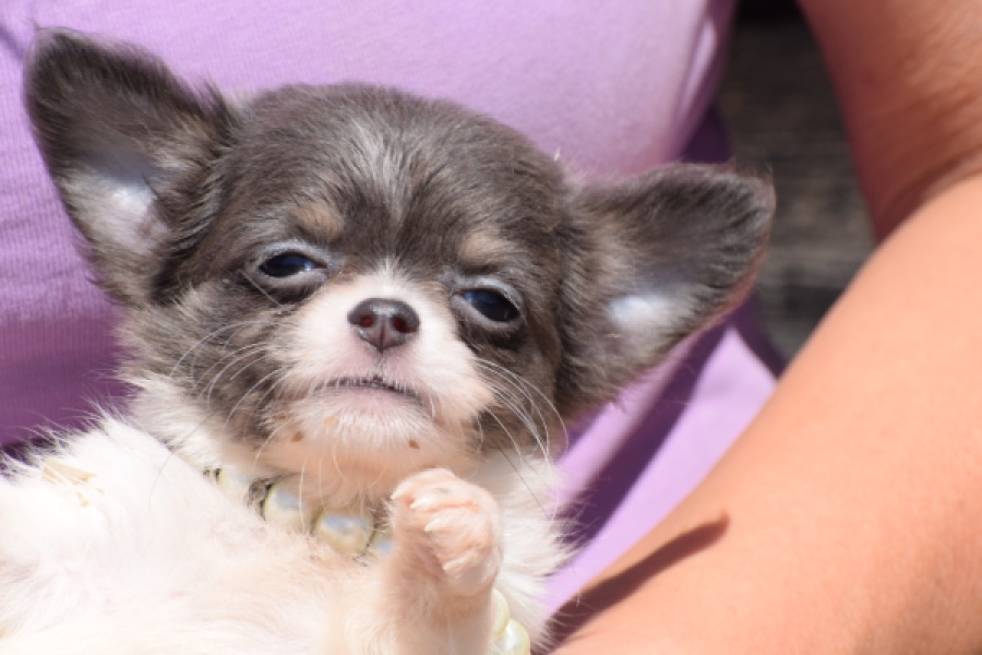 Chihuahua (teef) 49013