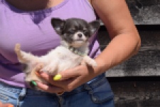 Chihuahua (teef) 49013