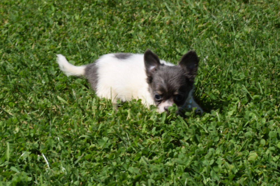 Chihuahua (teef) 49013